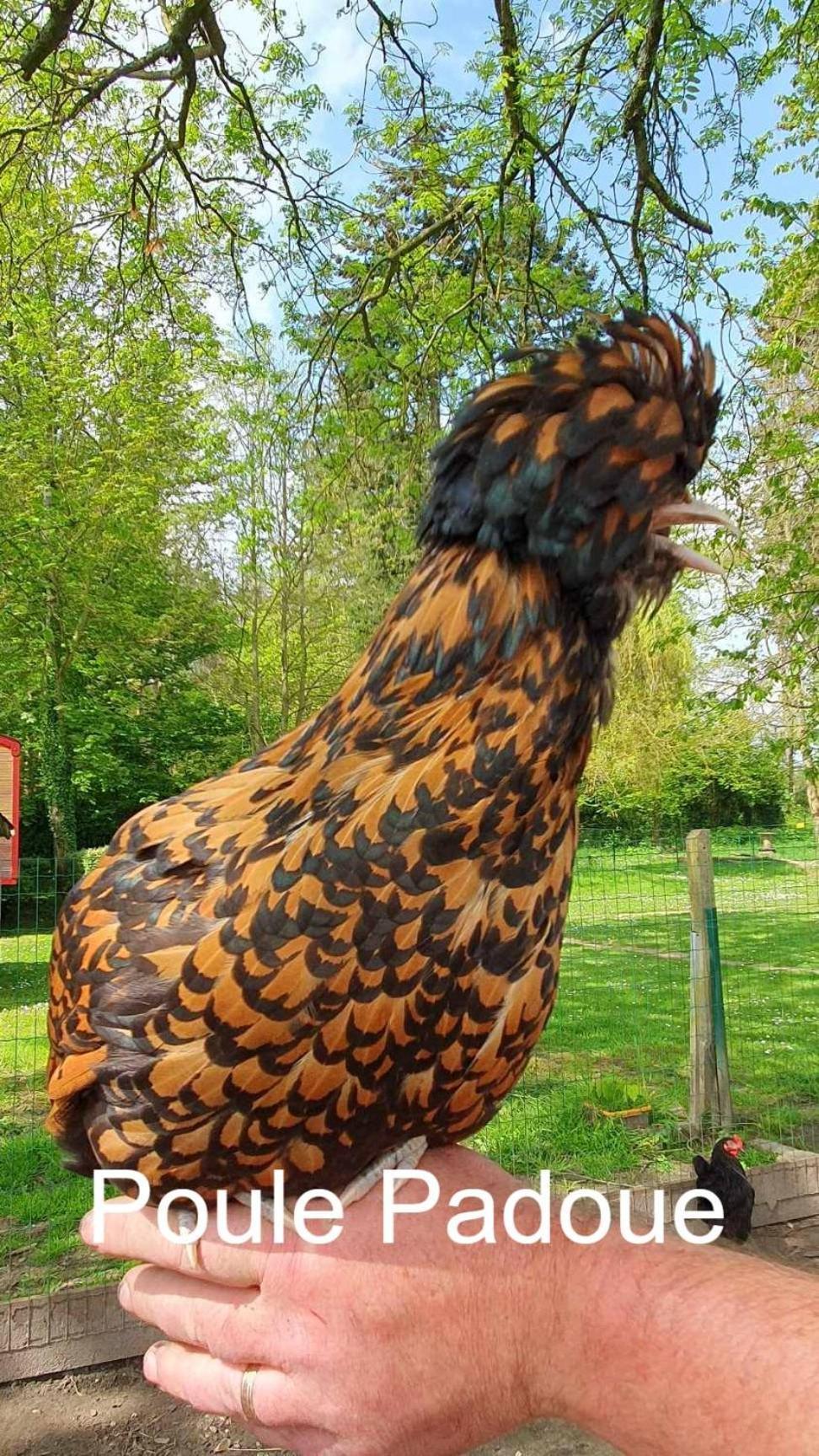 فيلا La Fermette Des Ramolleux Crécy-en-Ponthieu المظهر الخارجي الصورة